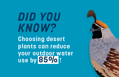 Did you know - choosing desert plants saves water 