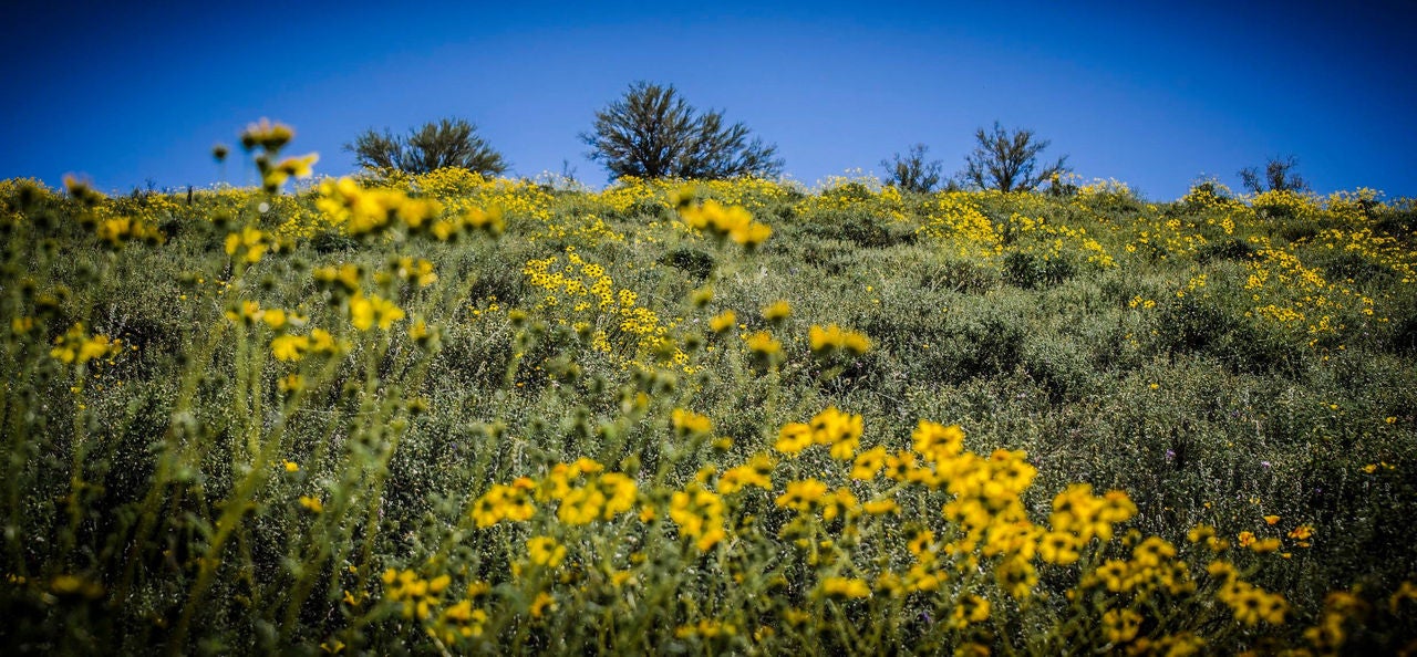 Yellow desert blooms in front of a deep blue sky.