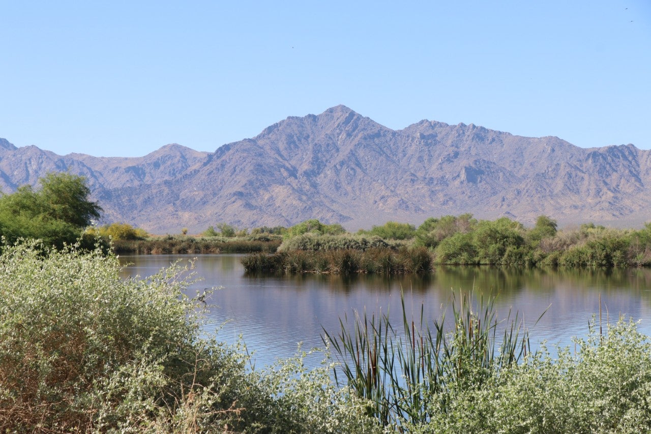 This image shows the Phoenix Water Services Tres Rios Wetlands, featuring a serene waterway surrounded by lush vegetation, including reeds and shrubs. In the background, rugged desert mountains rise under a clear blue sky, creating a natural and tranquil landscape.