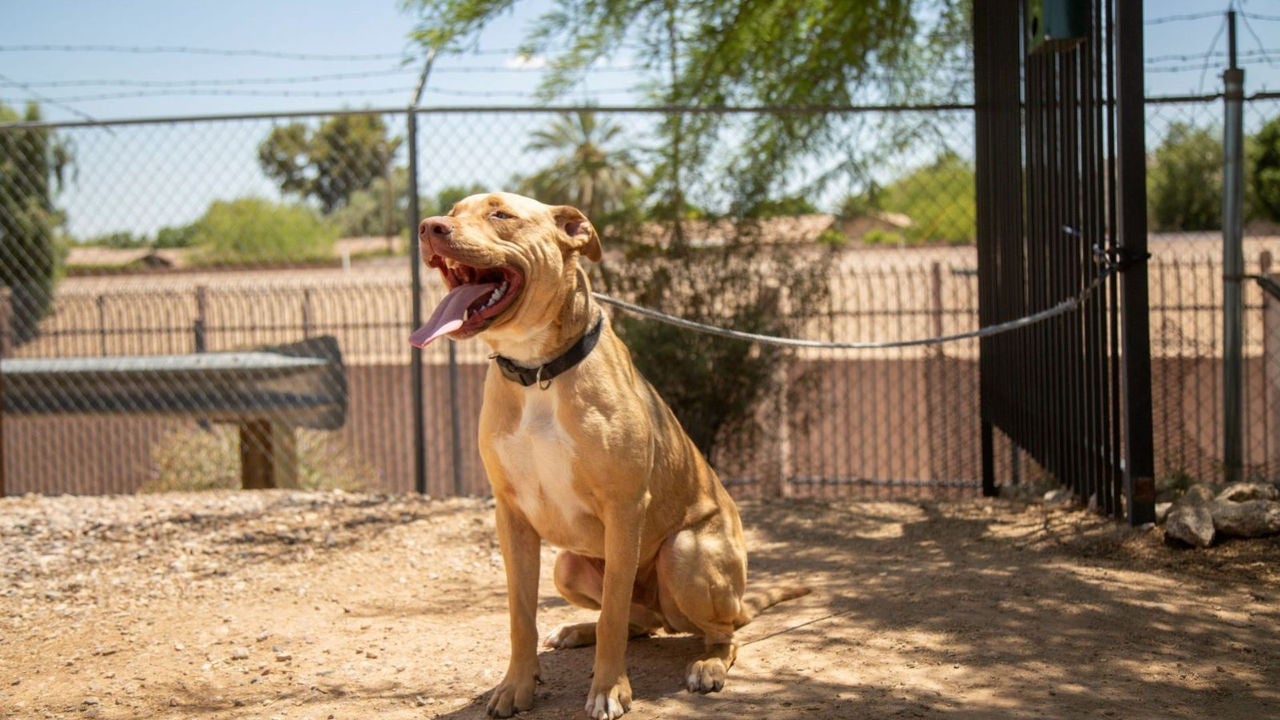 Dog with tongue out tethered to gate outside