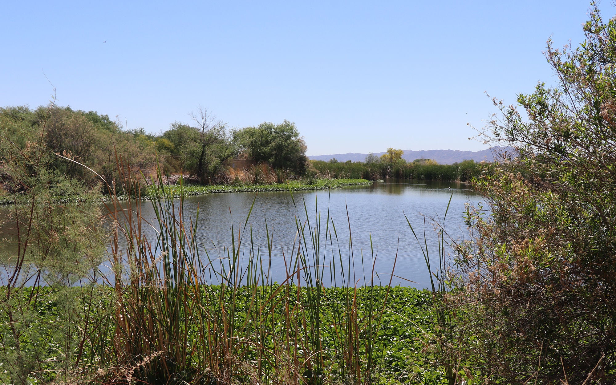 Tres Rios Wetlands Image 