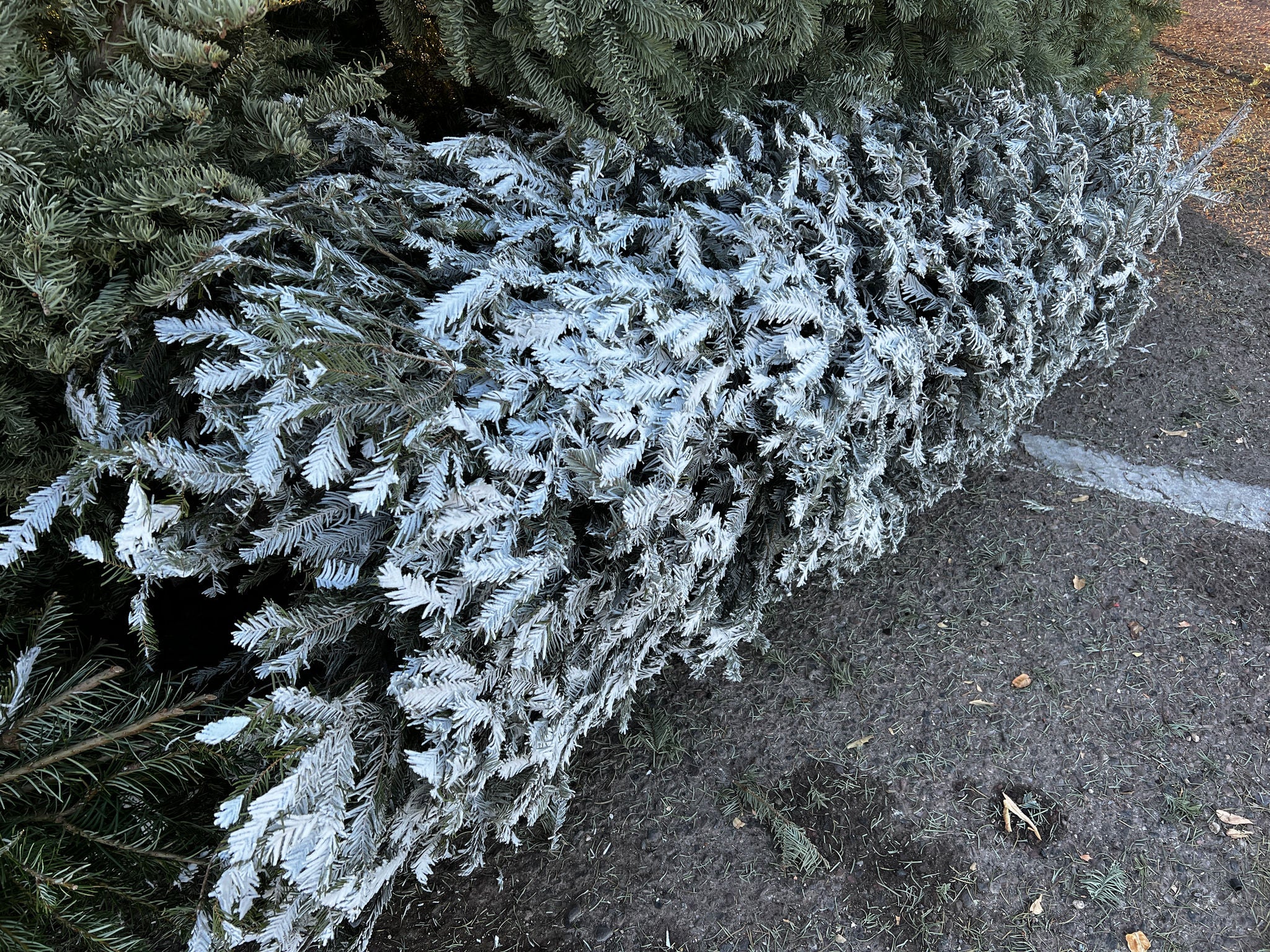 A live Christmas tree with white flocking at a drop-off site.