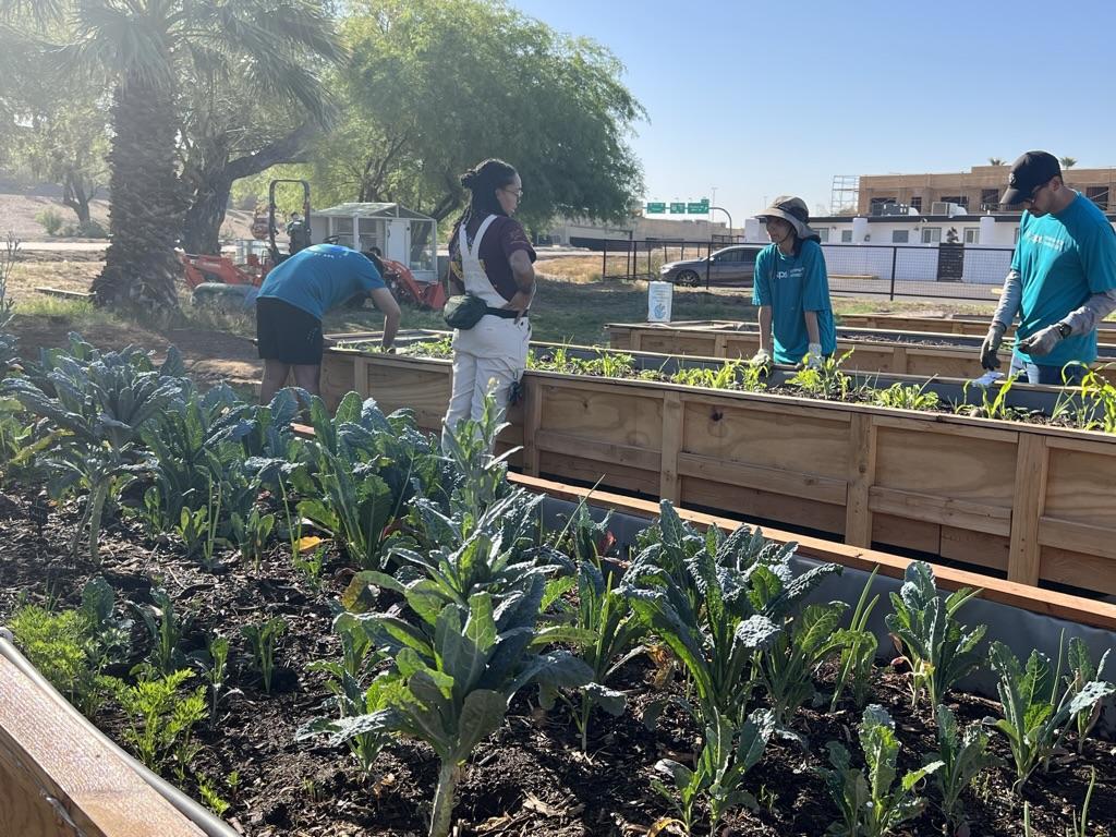 Planter beds with leafy veggies and people tending to the garden in the background