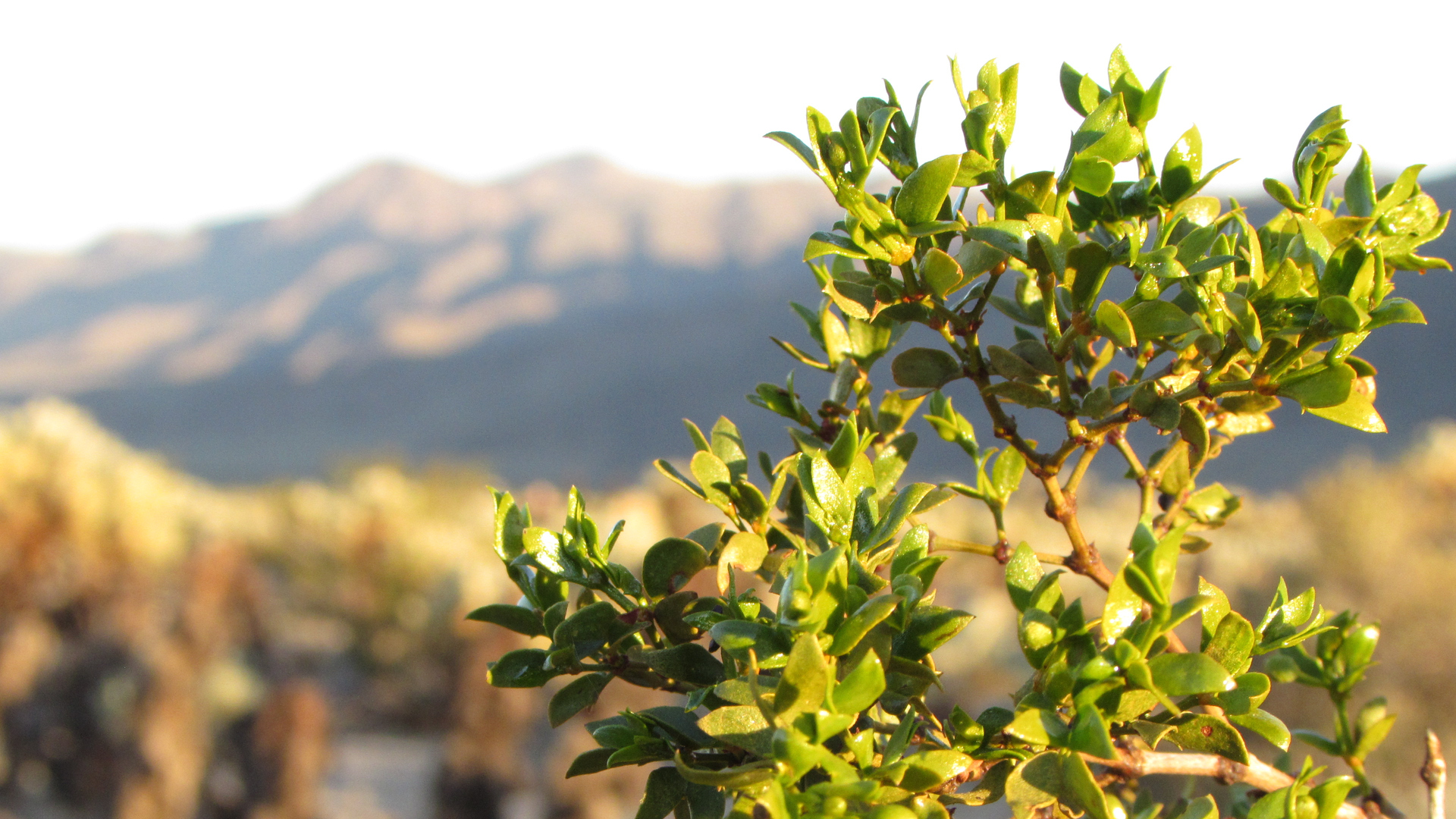 Green leafy foliage in front of a blurred desert and mountain background