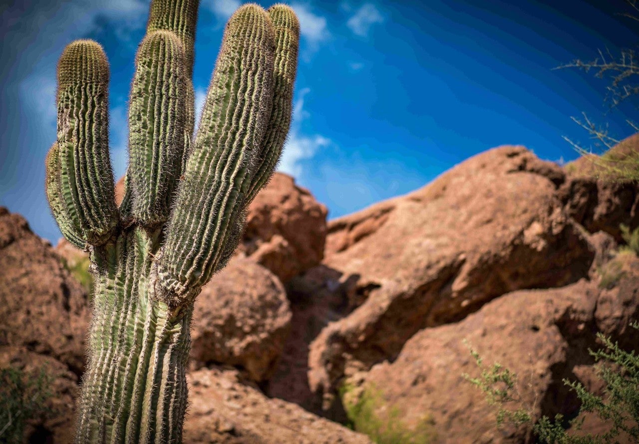 A saguaro cactus against a blue sky and tan rocks.