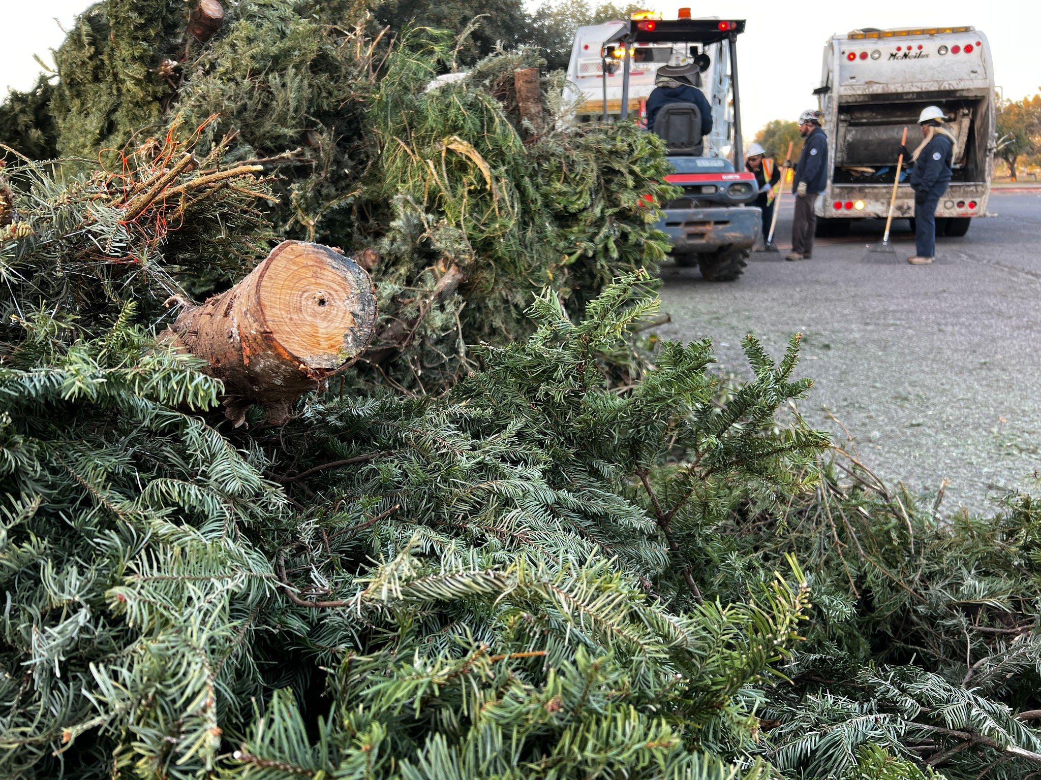 Multiple live Christmas trees sit in a pile at a drop-off site with collection trucks in the background.