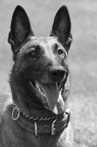 Fallen K9 RJ