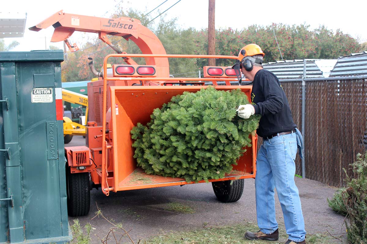 Christmas tree mulching