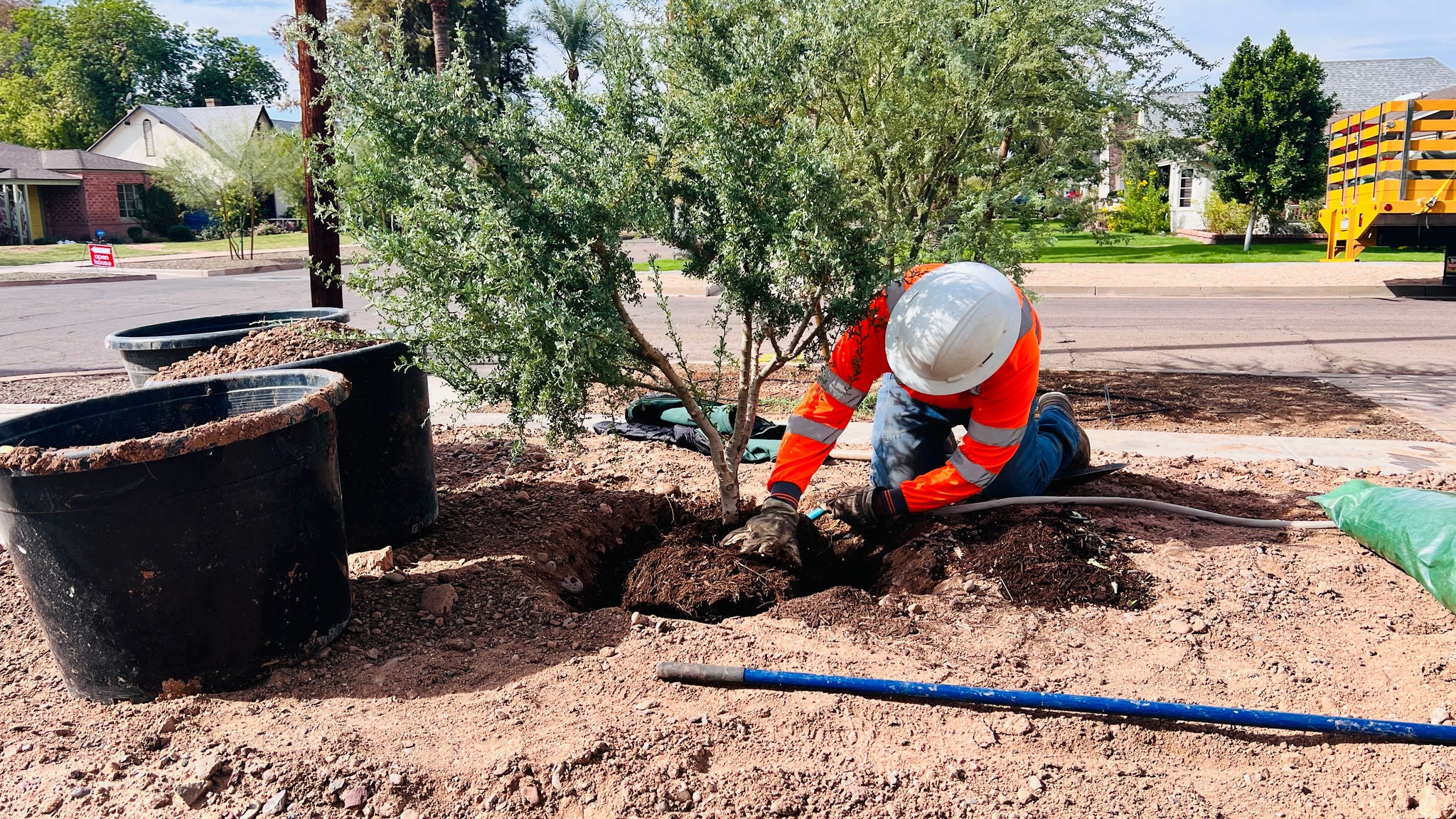arborist adding soil to planted tere. 