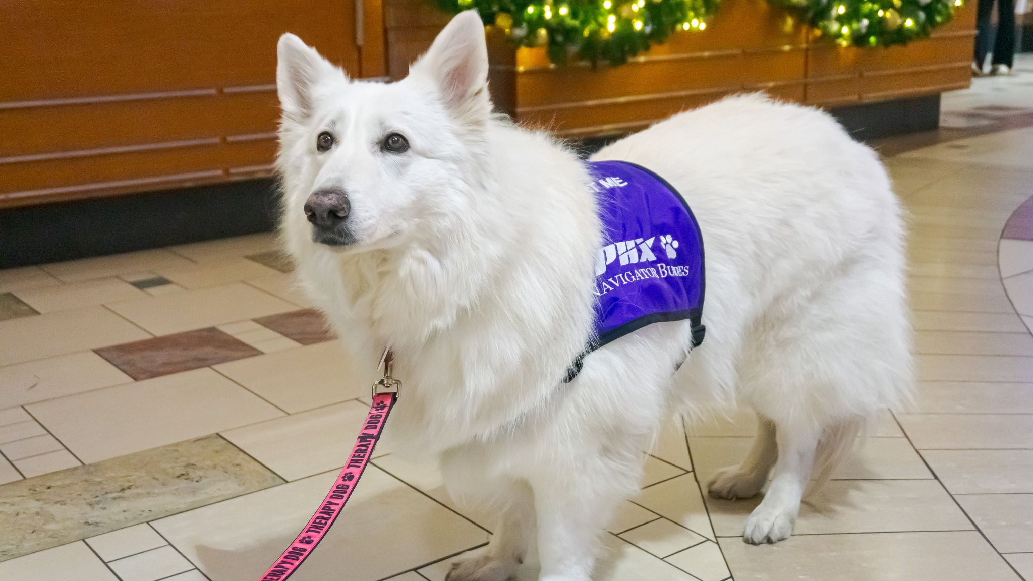 white dog wearing navigator buddy vest