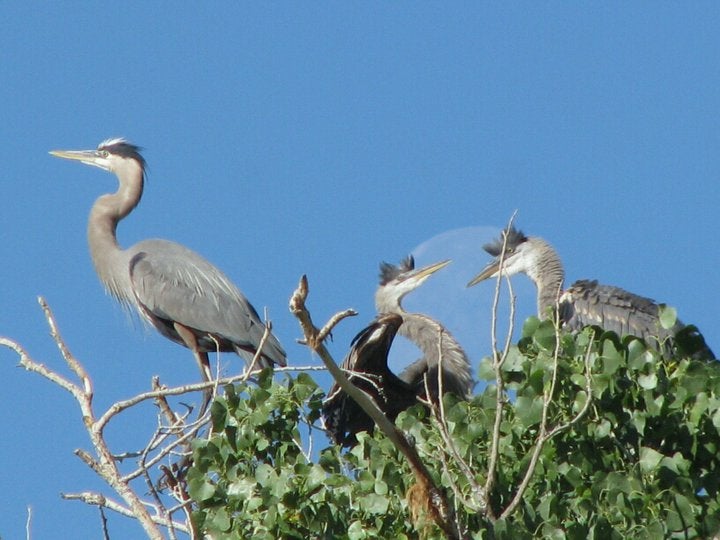 Great Blue Heron 