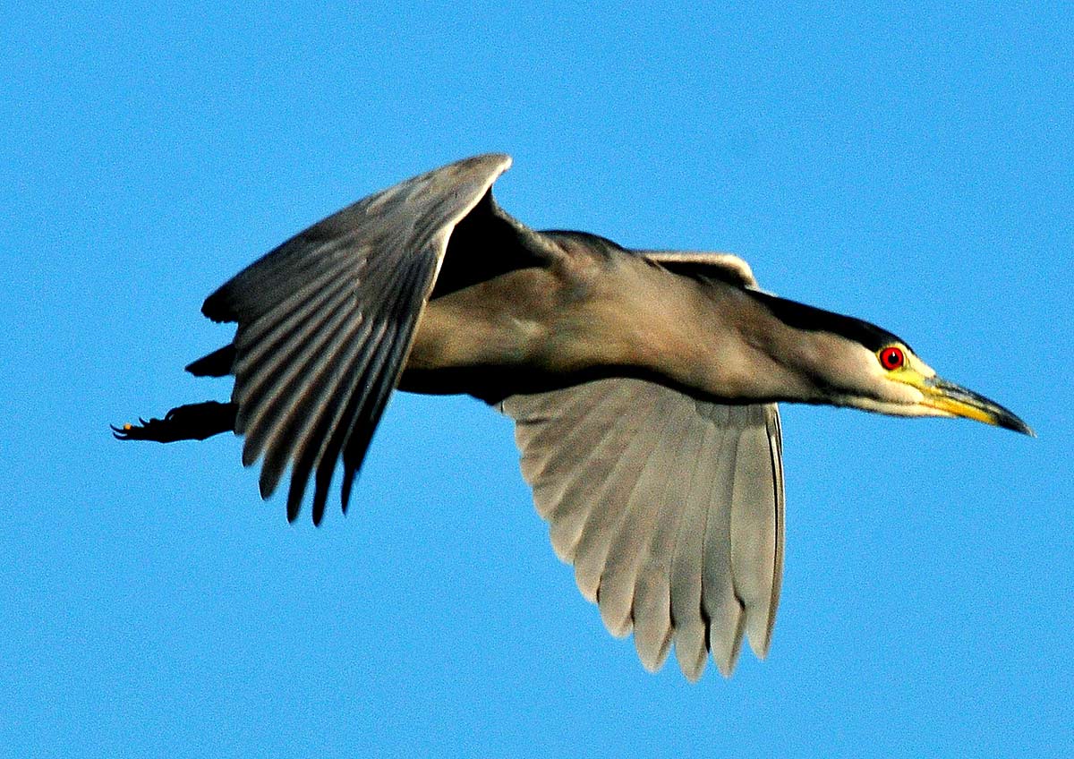 Eagle