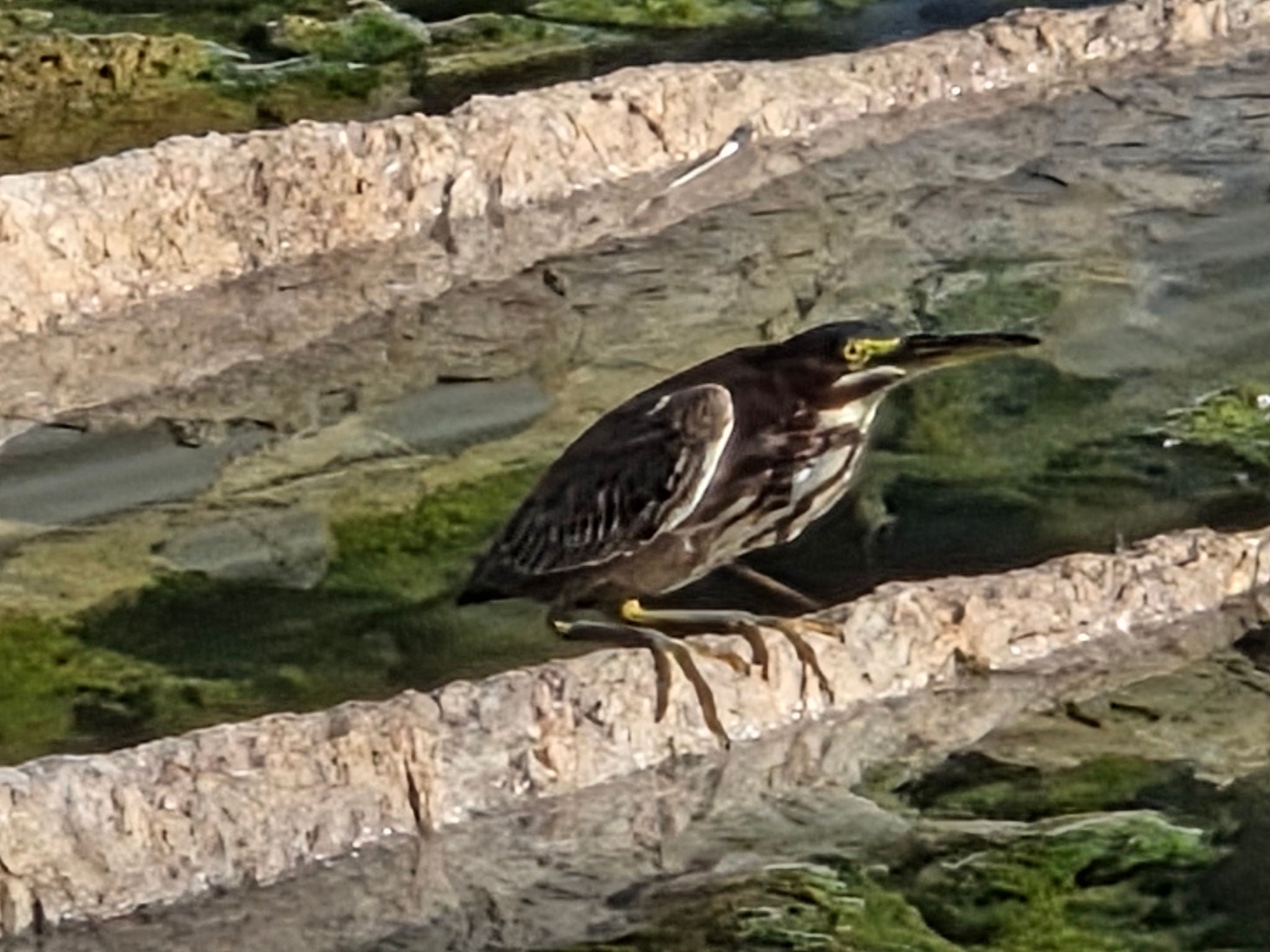 green heron on a branch in the water