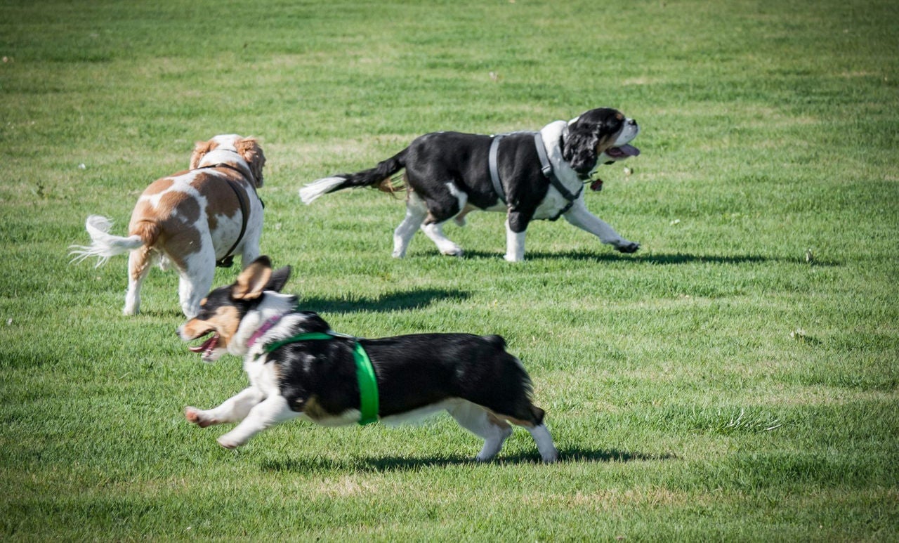 Three dogs play on a grassy field.