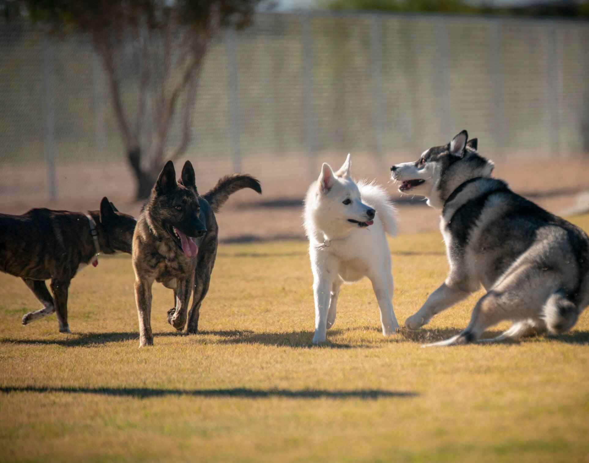Four dogs play outdoors.