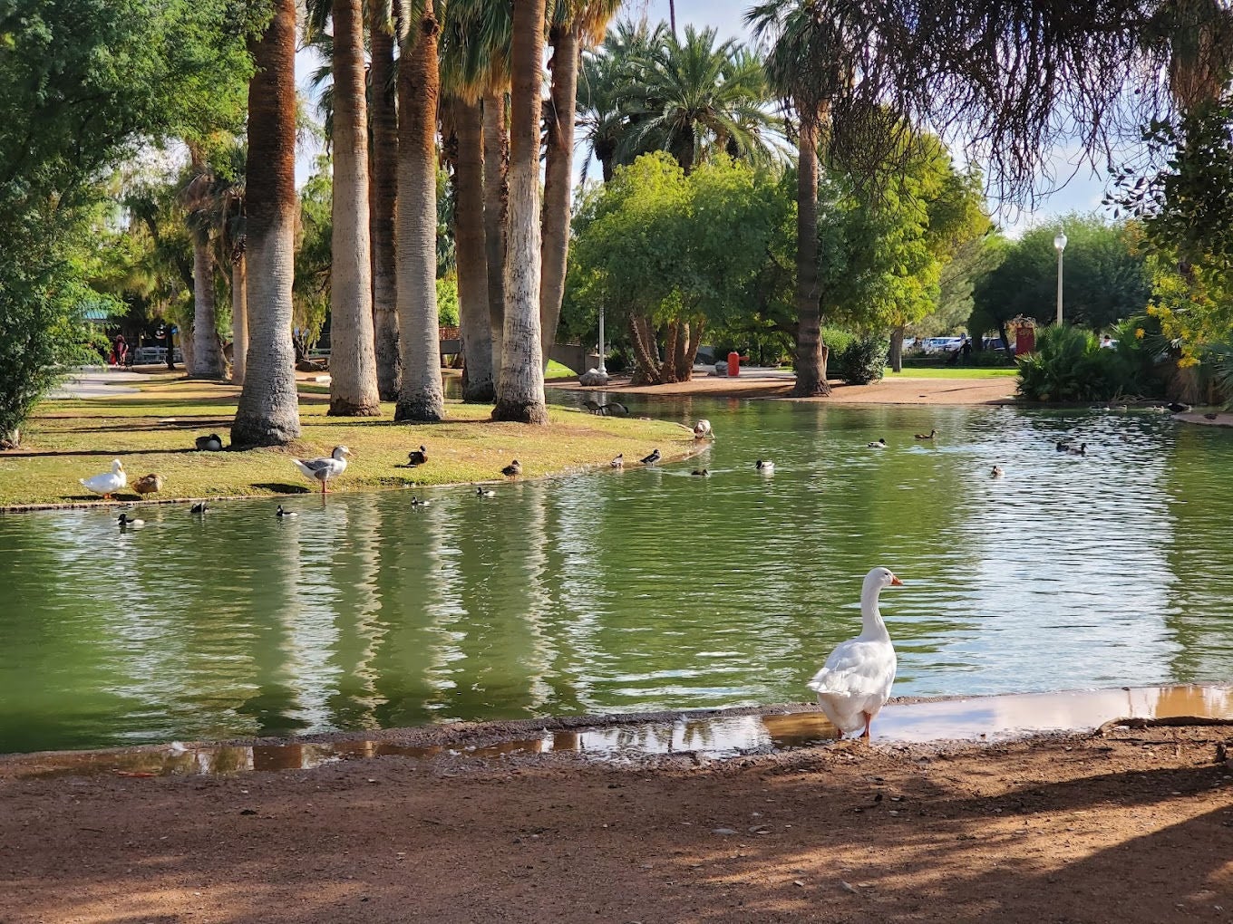 Encanto park