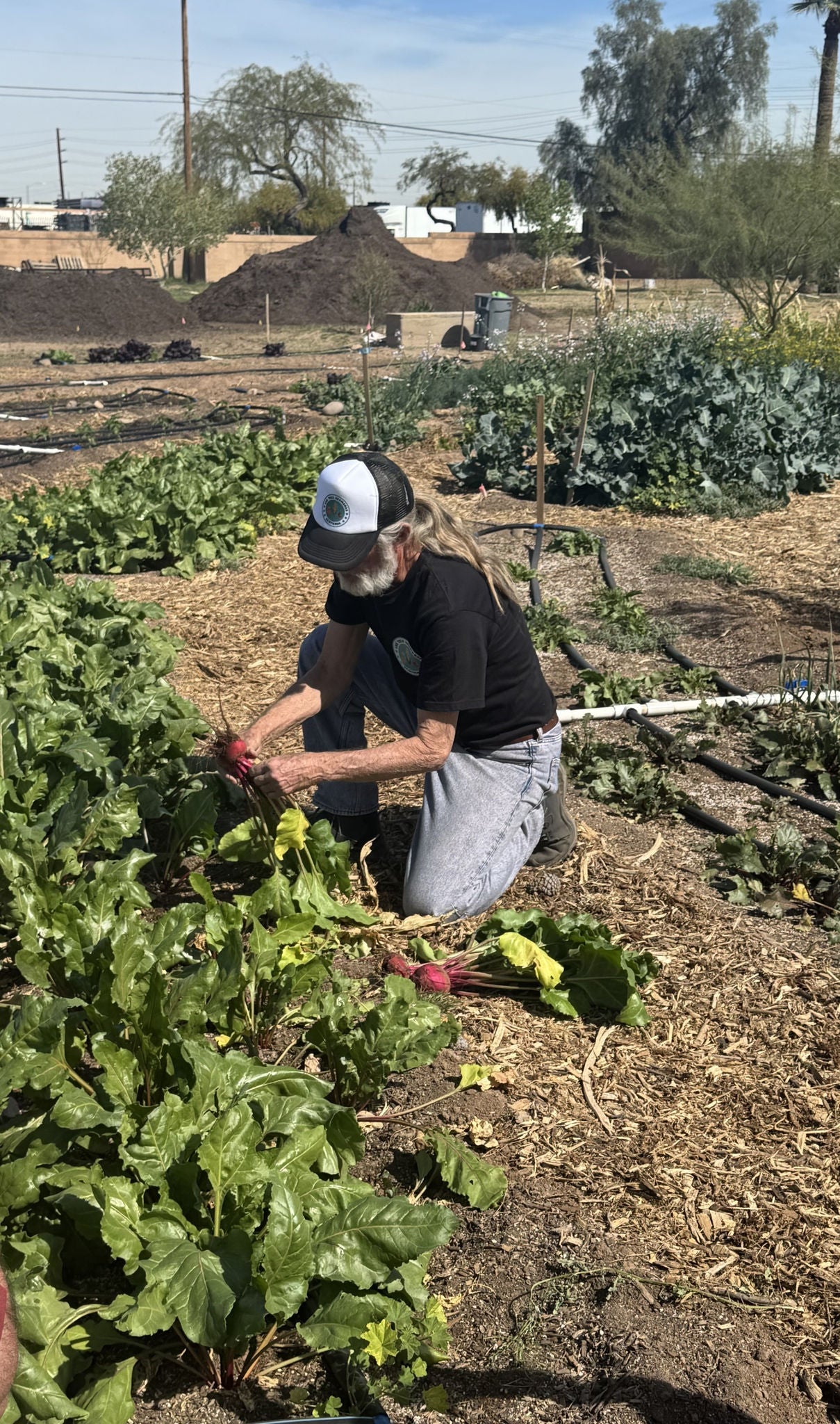 John Wann harvesting a beet. 