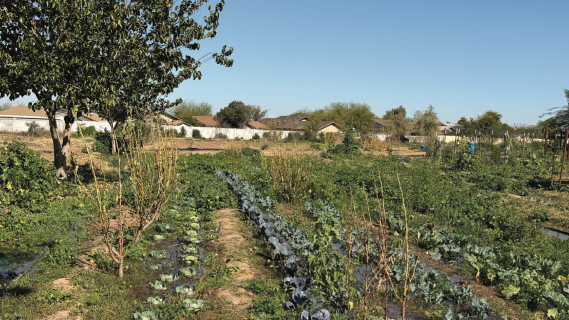 The City of Phoenix wants to hear from you on its 2030 Food Action Plan.
